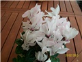 ciklama- lat. cyclamen persicum 